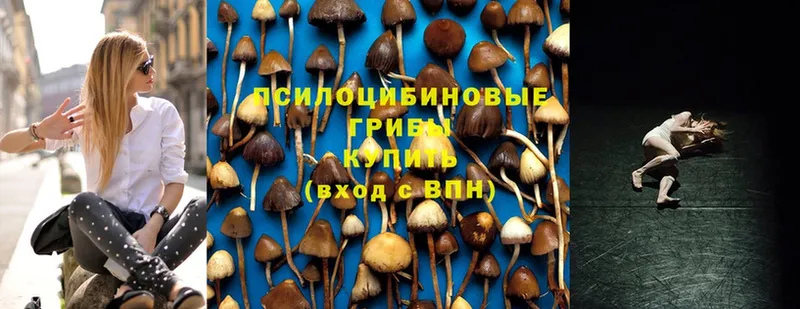 Псилоцибиновые грибы Cubensis  Нижний Новгород 